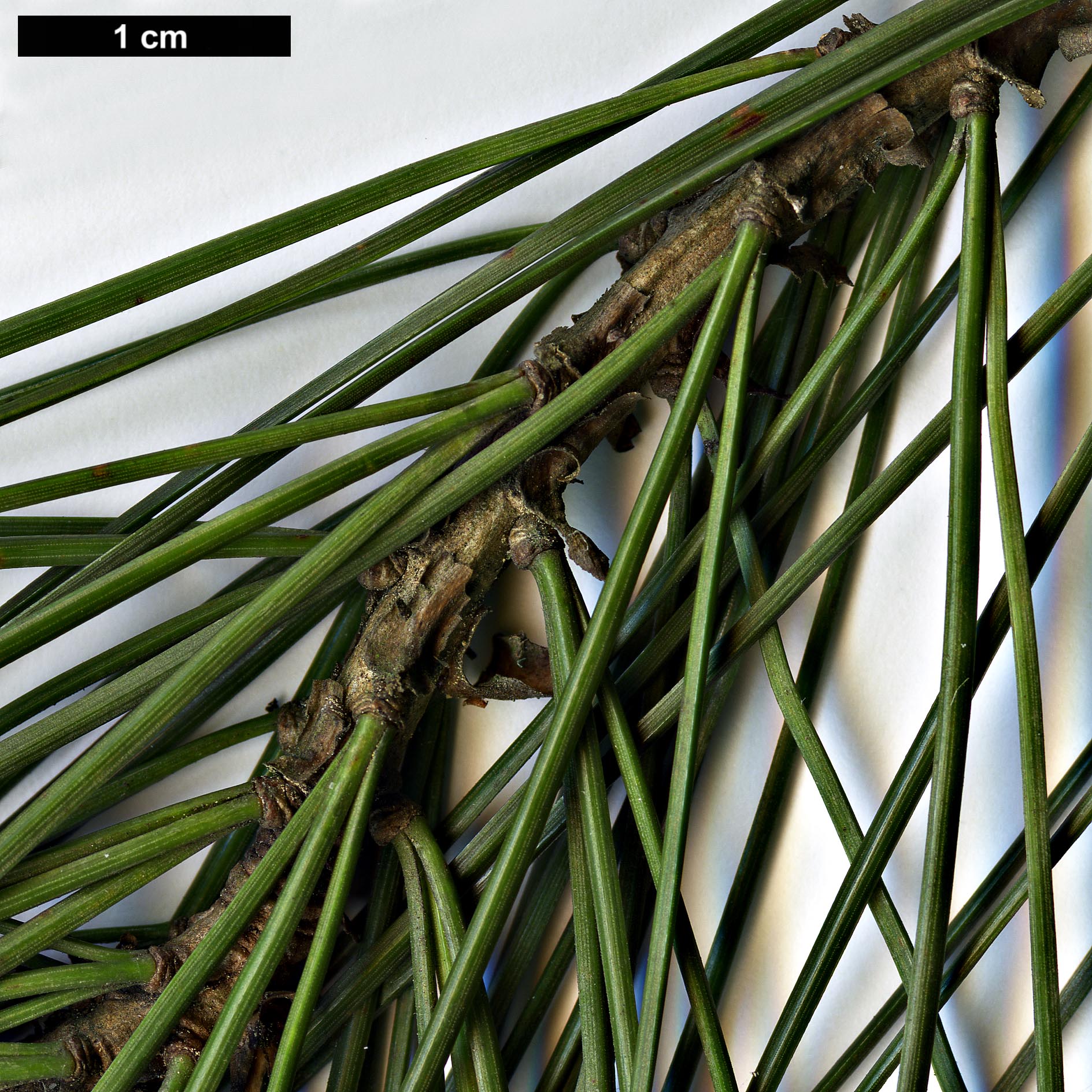 High resolution image: Family: Pinaceae - Genus: Pinus - Taxon: gerardiana High resolution image: Family: Pinaceae - Genus: Pinus - Taxon: gerardiana